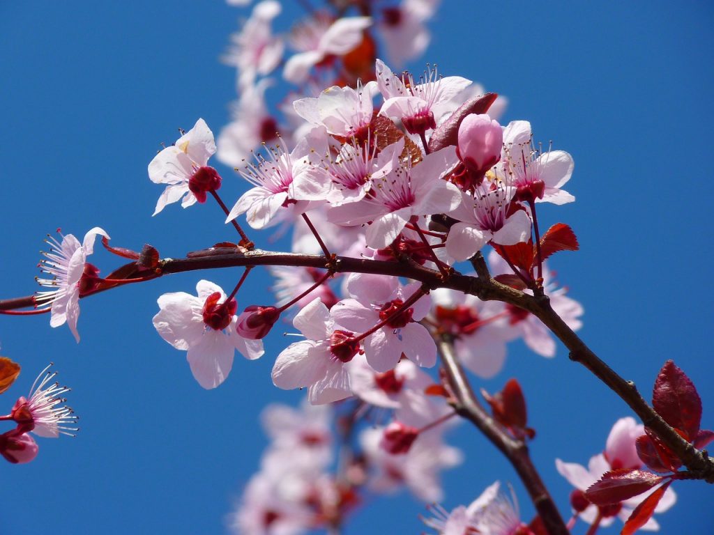 bourgeon cerisier